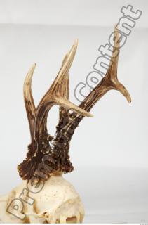 Skull Deer 0082